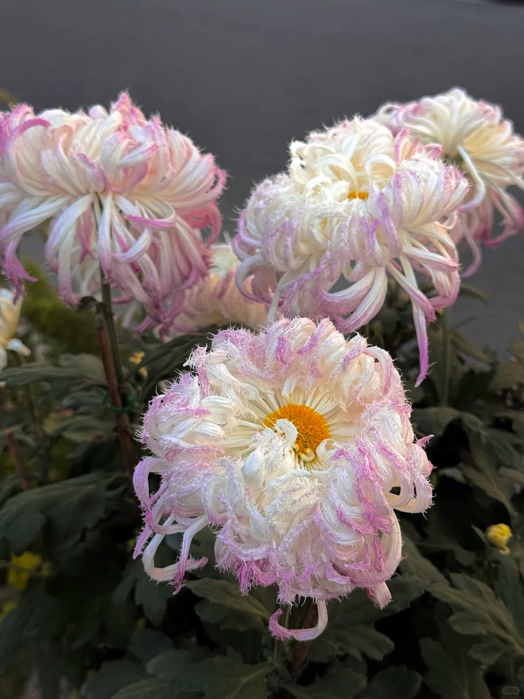 Mê mẩn loài cúc lạ "Sư Tử Phấn Bạch": Nhìn tưởng lông vũ, sờ mịn như tơ, bí kíp chăm trong chung cư kín gió vẫn nở bung rực rỡ- Ảnh 10.