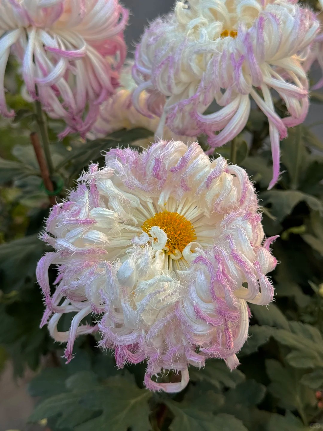 Mê mẩn loài cúc lạ "Sư Tử Phấn Bạch": Nhìn tưởng lông vũ, sờ mịn như tơ, bí kíp chăm trong chung cư kín gió vẫn nở bung rực rỡ- Ảnh 11.