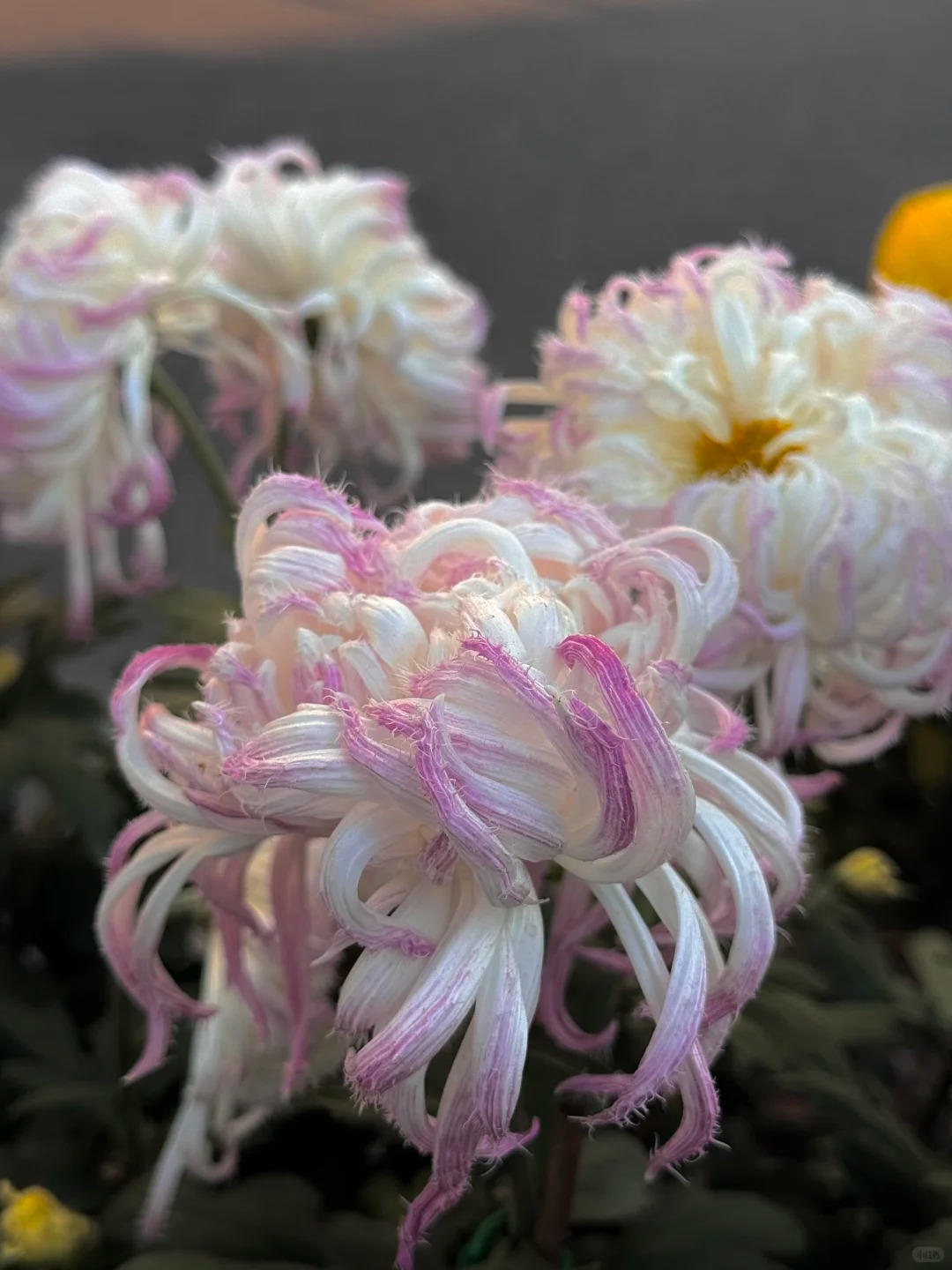 Mê mẩn loài cúc lạ "Sư Tử Phấn Bạch": Nhìn tưởng lông vũ, sờ mịn như tơ, bí kíp chăm trong chung cư kín gió vẫn nở bung rực rỡ- Ảnh 12.