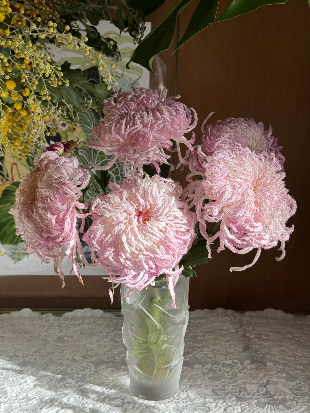 Mê mẩn loài cúc lạ "Sư Tử Phấn Bạch": Nhìn tưởng lông vũ, sờ mịn như tơ, bí kíp chăm trong chung cư kín gió vẫn nở bung rực rỡ- Ảnh 37.