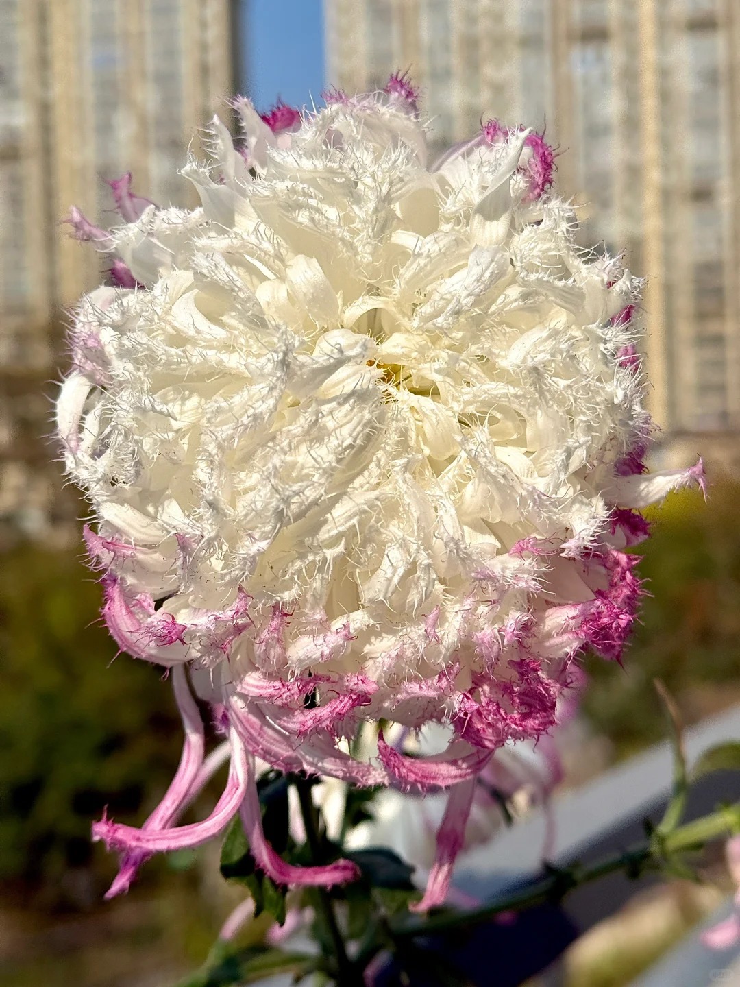 Mê mẩn loài cúc lạ "Sư Tử Phấn Bạch": Nhìn tưởng lông vũ, sờ mịn như tơ, bí kíp chăm trong chung cư kín gió vẫn nở bung rực rỡ- Ảnh 29.