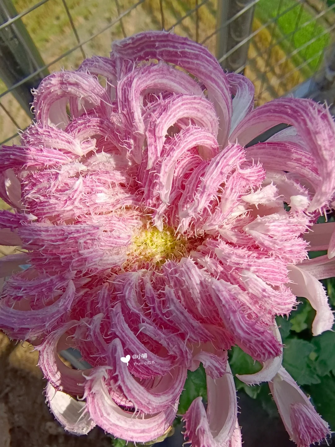 Mê mẩn loài cúc lạ "Sư Tử Phấn Bạch": Nhìn tưởng lông vũ, sờ mịn như tơ, bí kíp chăm trong chung cư kín gió vẫn nở bung rực rỡ- Ảnh 25.