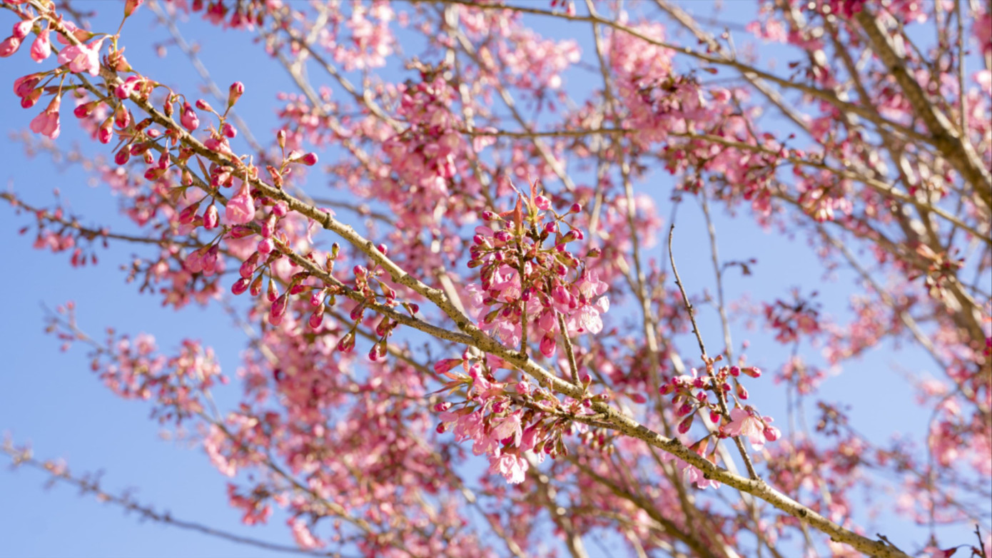 Đẹp mê mẩn rừng mai anh đào ở Sa Pa- Ảnh 5.