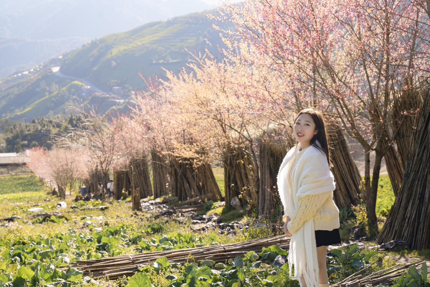 Đẹp mê mẩn rừng mai anh đào ở Sa Pa- Ảnh 6.