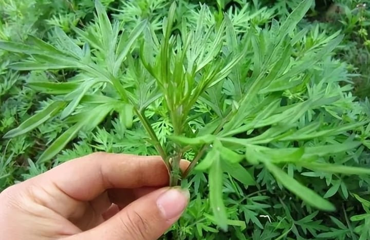 Món bánh cái tên 