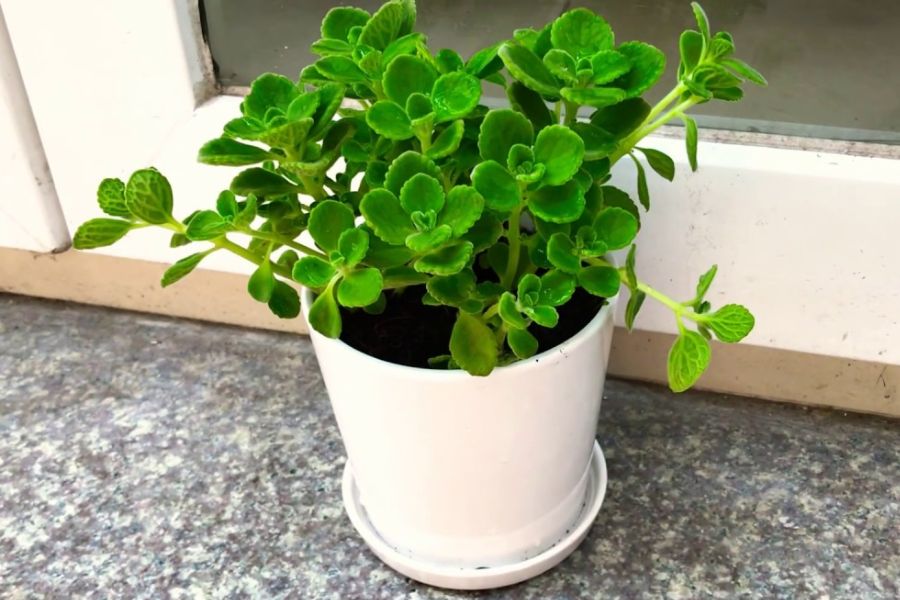 9 loại cây vừa đuổi muỗi hiệu quả, vừa hút tài lộc, sức khỏe gia chủ tốt lên thấy rõ: Nhà nào cũng nên trồng- Ảnh 4.