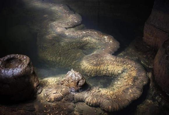 Phát hiện “rồng thật” dài 13 mét trong 1 hang động, chuyên gia: “Nó đã tồn tại ít nhất hàng trăm triệu năm”- Ảnh 2.