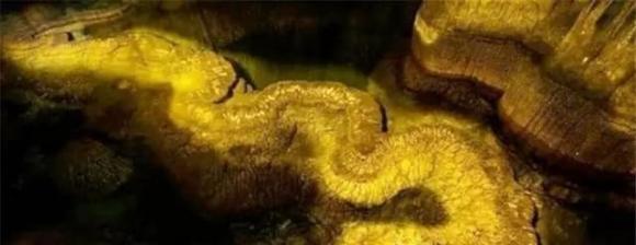 Phát hiện “rồng thật” dài 13 mét trong 1 hang động, chuyên gia: “Nó đã tồn tại ít nhất hàng trăm triệu năm”- Ảnh 1.