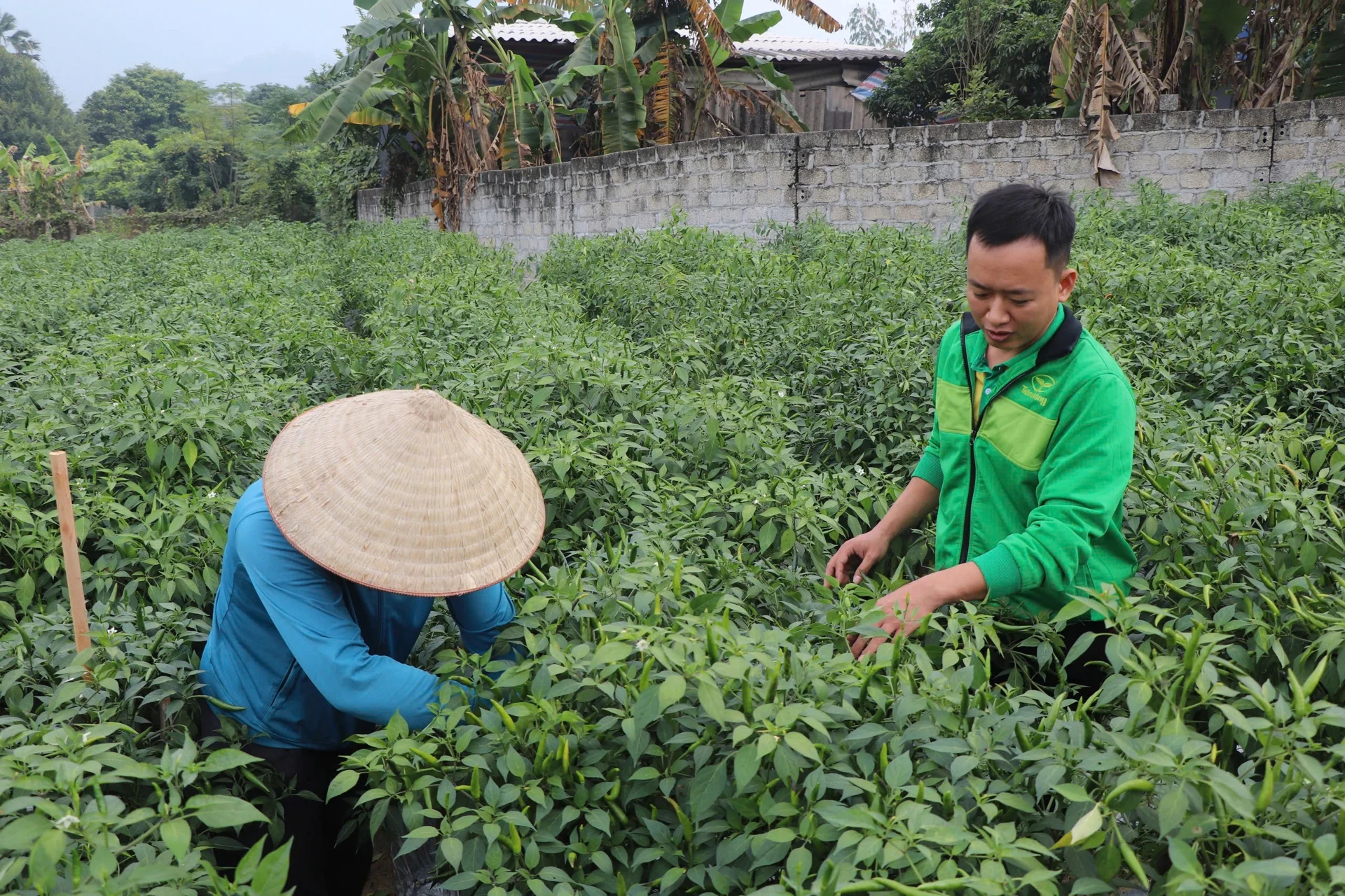 Loại quả tăng giá kỷ lục, nông dân Tuyên Quang thu gần tỷ đồng/vụ- Ảnh 1.