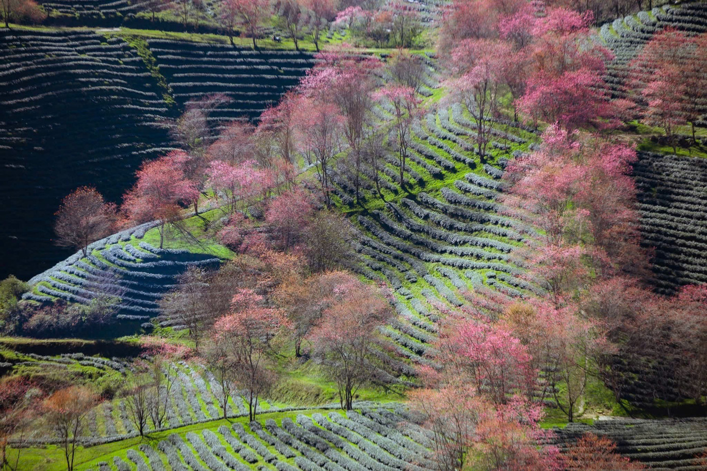 Đẹp mê mẩn rừng mai anh đào ở Sa Pa- Ảnh 2.