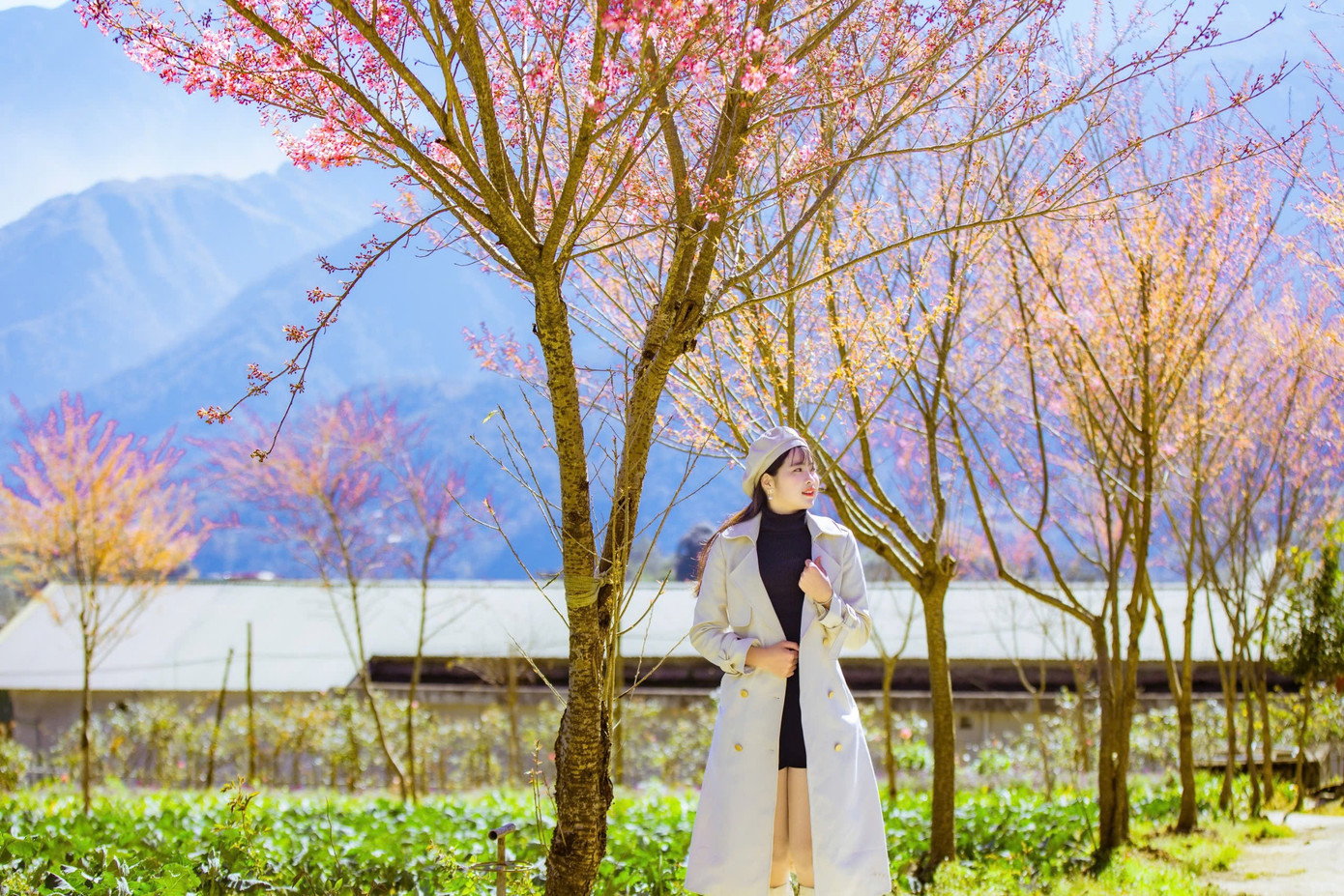 Đẹp mê mẩn rừng mai anh đào ở Sa Pa- Ảnh 7.