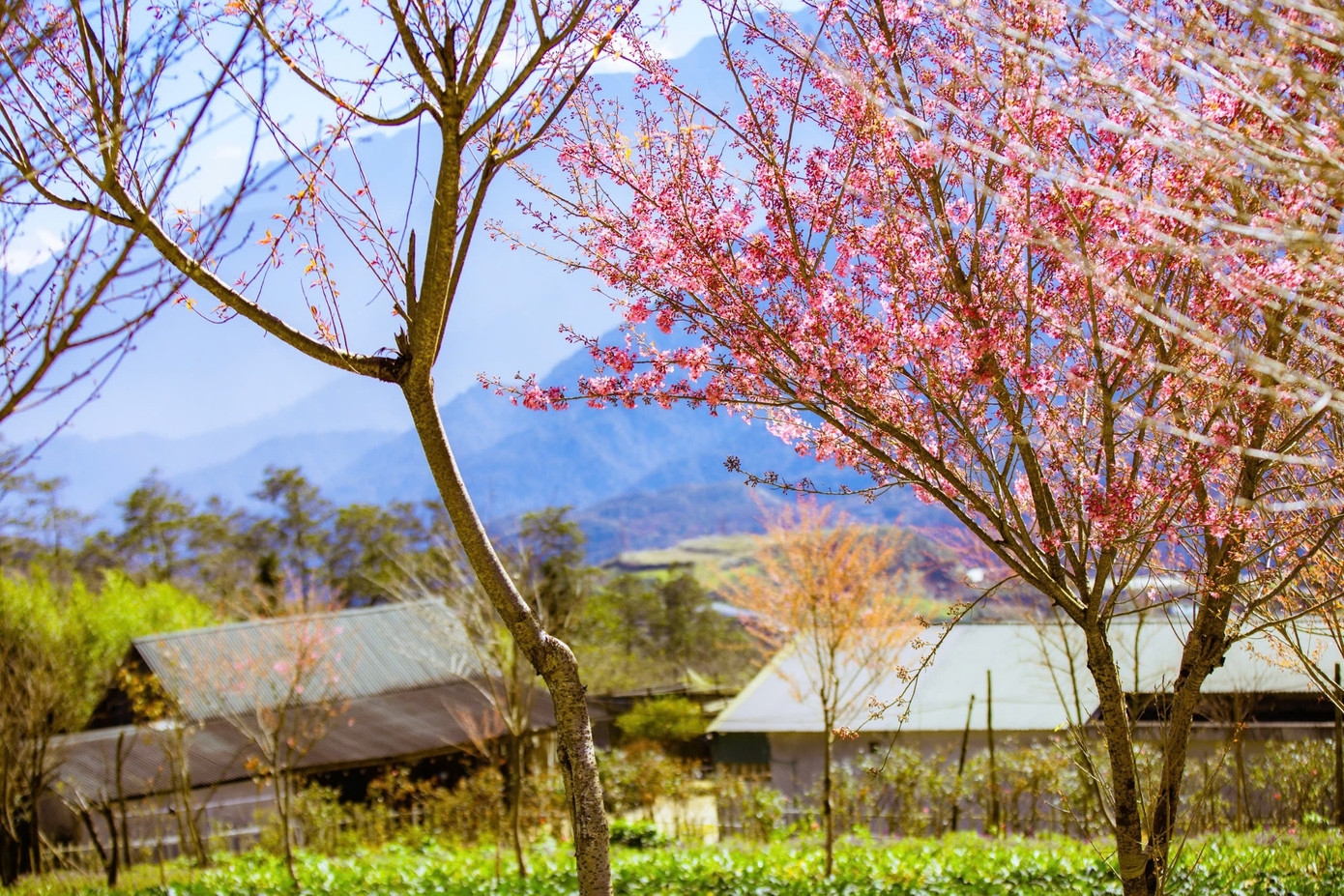 Đẹp mê mẩn rừng mai anh đào ở Sa Pa- Ảnh 3.