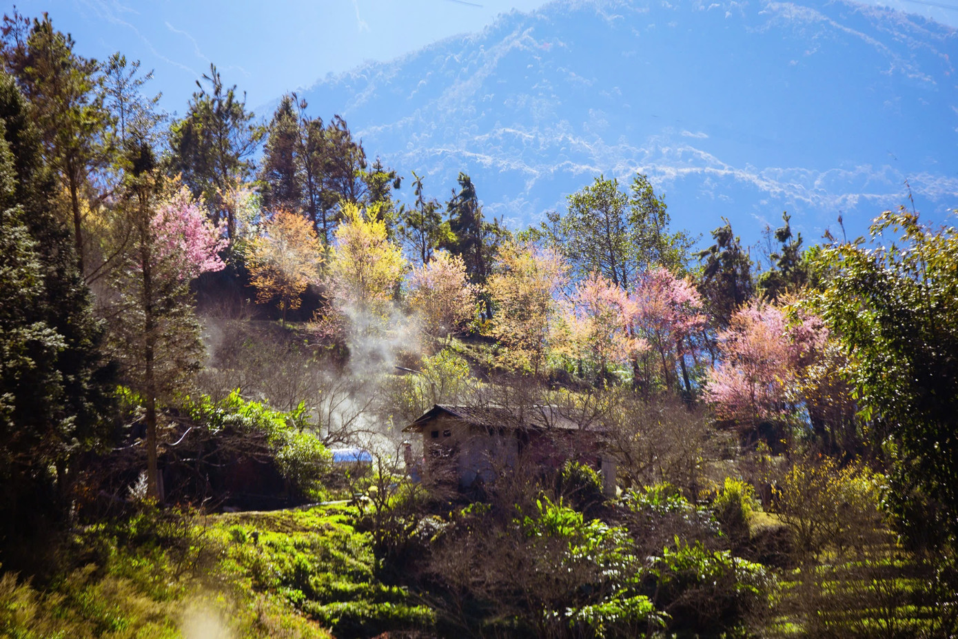 Đẹp mê mẩn rừng mai anh đào ở Sa Pa- Ảnh 9.