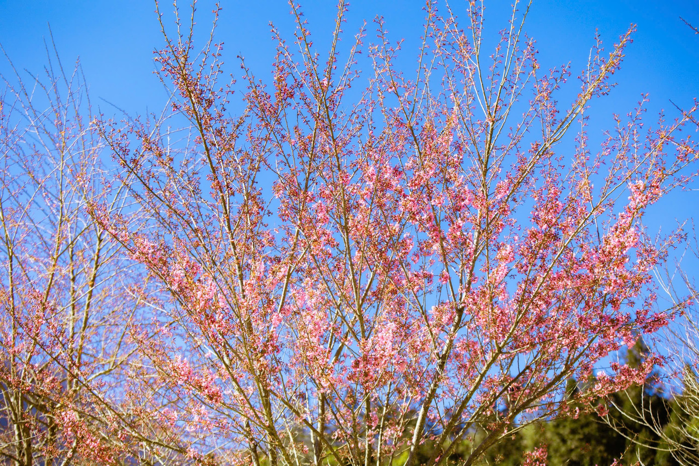 Đẹp mê mẩn rừng mai anh đào ở Sa Pa- Ảnh 4.