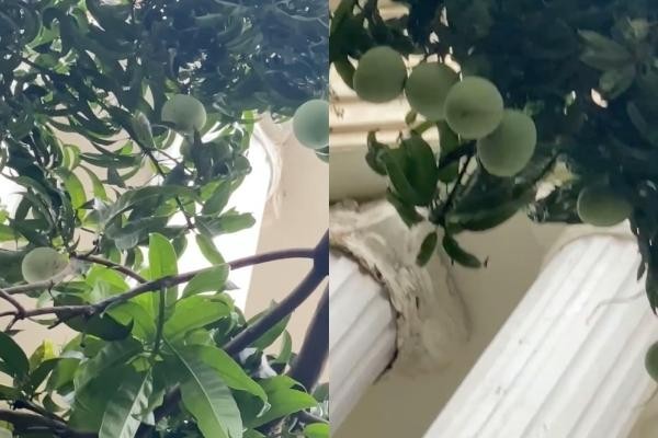 Quả xoài "tai tiếng" nhất Việt Nam: Khiến một nữ đại gia tốn cả trăm triệu vẫn chỉ biết "im lặng chịu trận"- Ảnh 2.