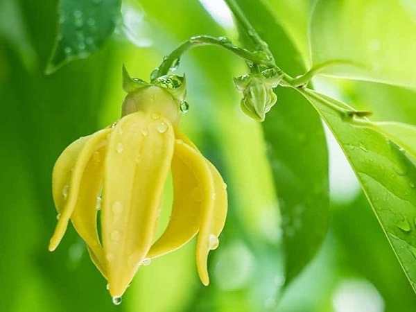 Đừng bao giờ đặt 5 hoa này lên bàn thờ, đặc biệt là loại số 1- Ảnh 2.