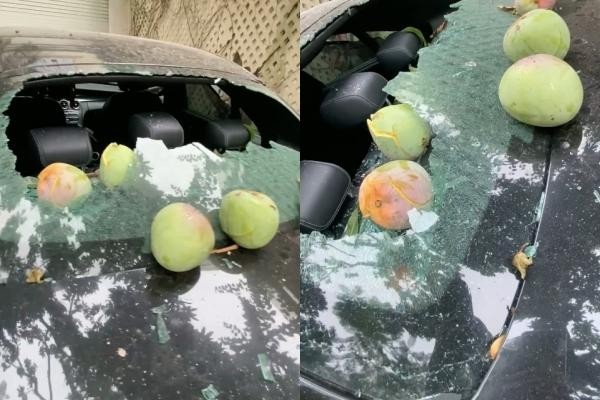 Quả xoài "tai tiếng" nhất Việt Nam: Khiến một nữ đại gia tốn cả trăm triệu vẫn chỉ biết "im lặng chịu trận"- Ảnh 3.