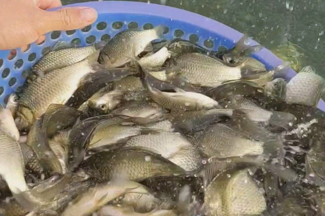 Loại cá nhỏ, rẻ nhưng được thầy thuốc xưa gọi là ‘đại bổ’, nhiều nhà nấu mãi mà không biết giá trị thật- Ảnh 3.
