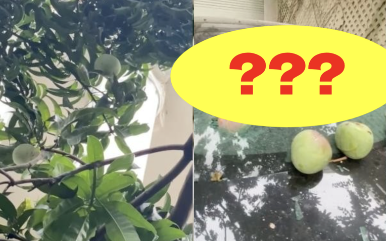 Quả xoài "tai tiếng" nhất Việt Nam: Khiến một nữ đại gia tốn cả trăm triệu vẫn chỉ biết "im lặng chịu trận"- Ảnh 1.