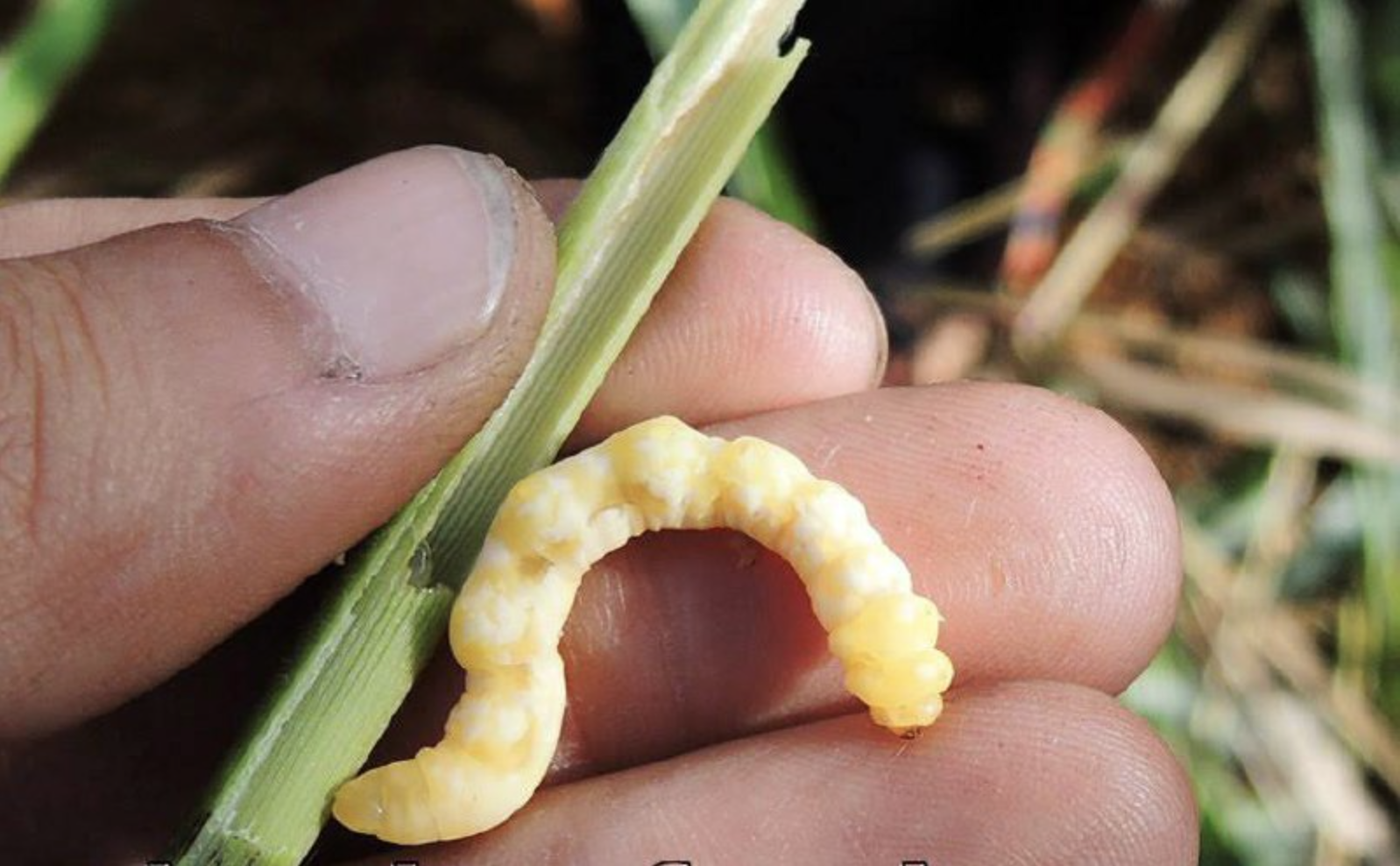 Sinh vật mềm oặt núp trong thân cây: Món đặc sản "đại bổ" lên tới hơn 3 triệu/kg- Ảnh 2. Sinh vật mềm oặt núp trong thân cây: Món đặc sản "đại bổ" lên tới hơn 3 triệu/kg- Ảnh 2.