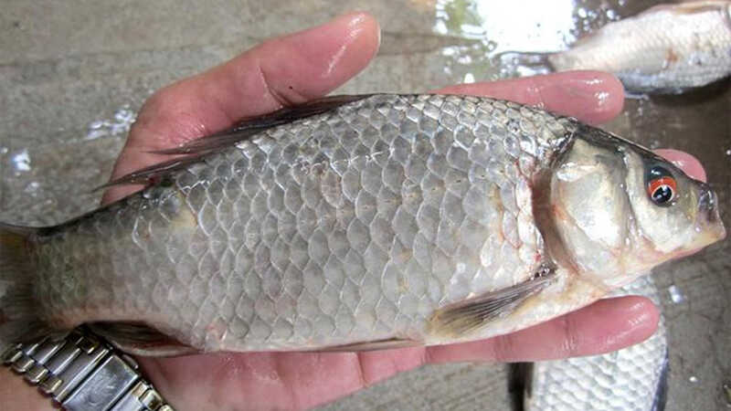 Loại cá nhỏ, rẻ nhưng được thầy thuốc xưa gọi là ‘đại bổ’, nhiều nhà nấu mãi mà không biết giá trị thật- Ảnh 2.