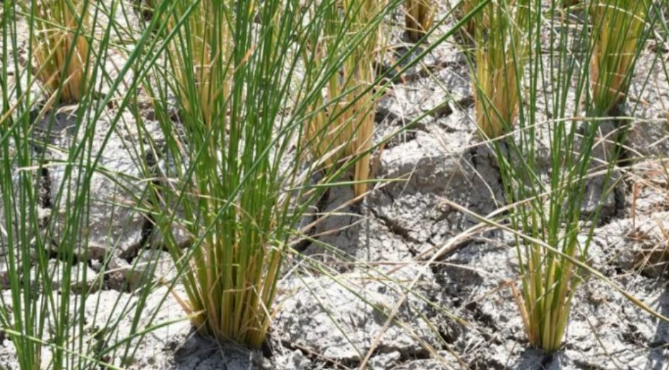 Một quốc gia Đ&ocirc;ng Nam &Aacute; th&ocirc;ng b&aacute;o vừa đ&oacute;n tin vui từ xuất khẩu gạo: Đ&atilde; xuất khẩu sang 72 thị trường, sắp trở th&agrave;nh đối thủ của Việt Nam, Th&aacute;i Lan tại Philippines- Ảnh 1.