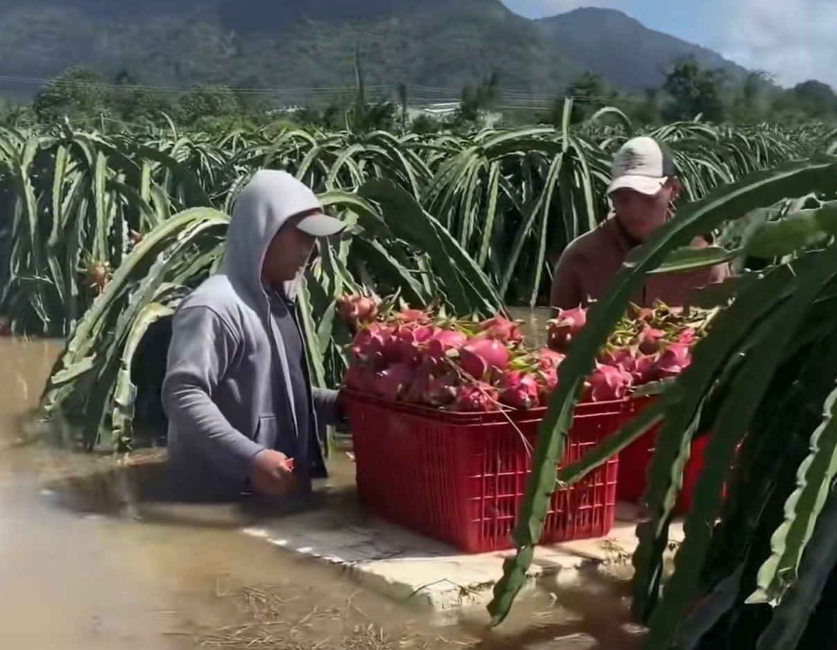 Nông dân xót xa nhìn vườn thanh long để bán Tết chìm trong “biển nước”- Ảnh 9.