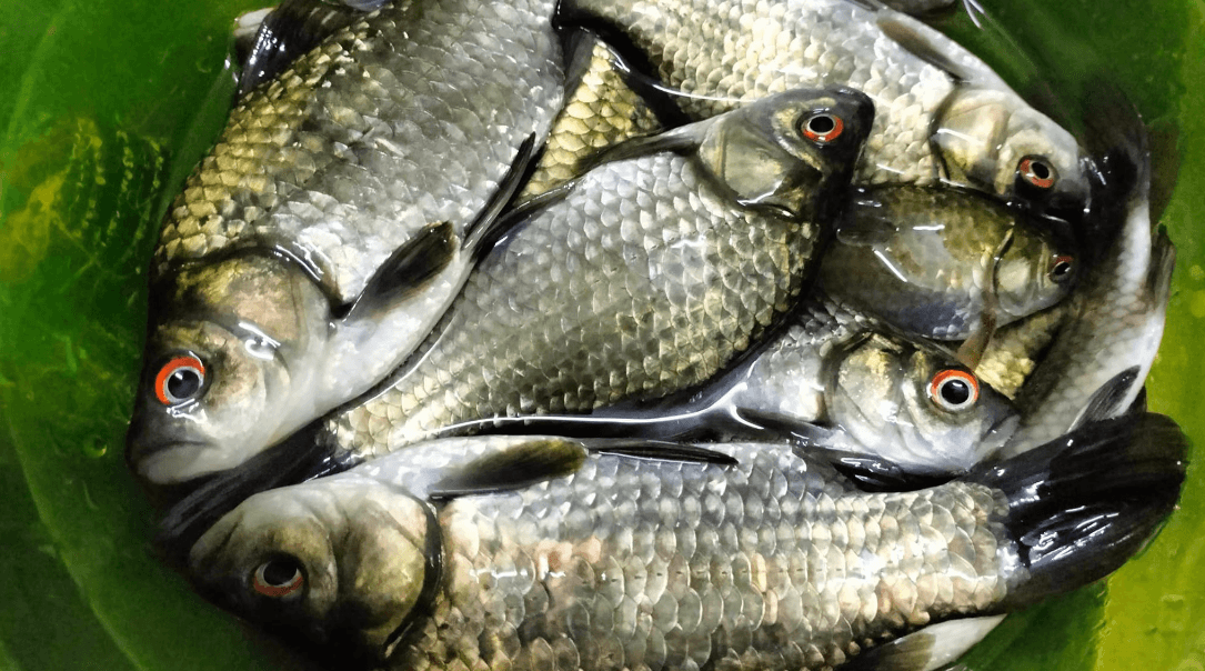 Loại cá nhỏ, rẻ nhưng được thầy thuốc xưa gọi là ‘đại bổ’, nhiều nhà nấu mãi mà không biết giá trị thật- Ảnh 1.