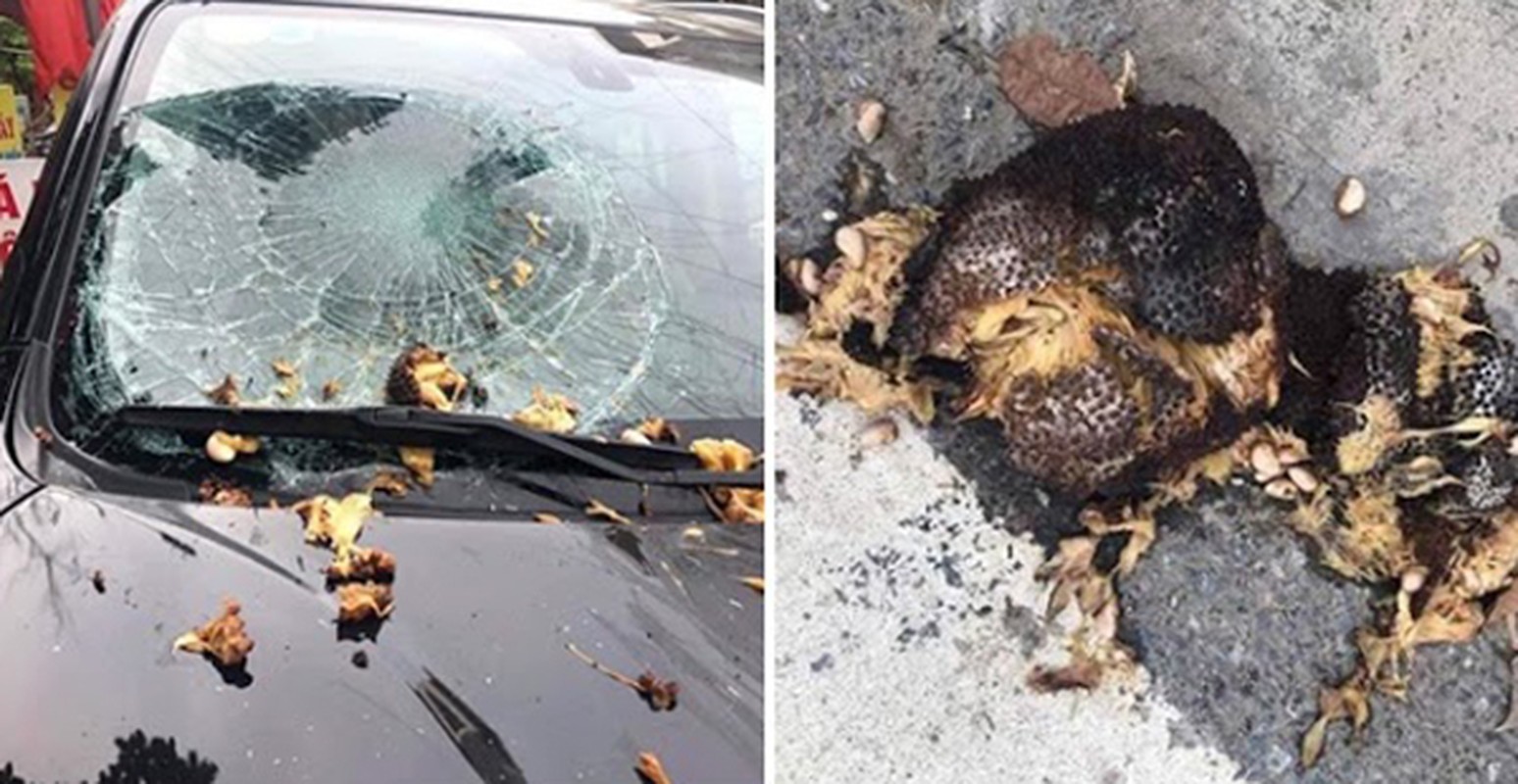 Quả xoài "tai tiếng" nhất Việt Nam: Khiến một nữ đại gia tốn cả trăm triệu vẫn chỉ biết "im lặng chịu trận"- Ảnh 7.