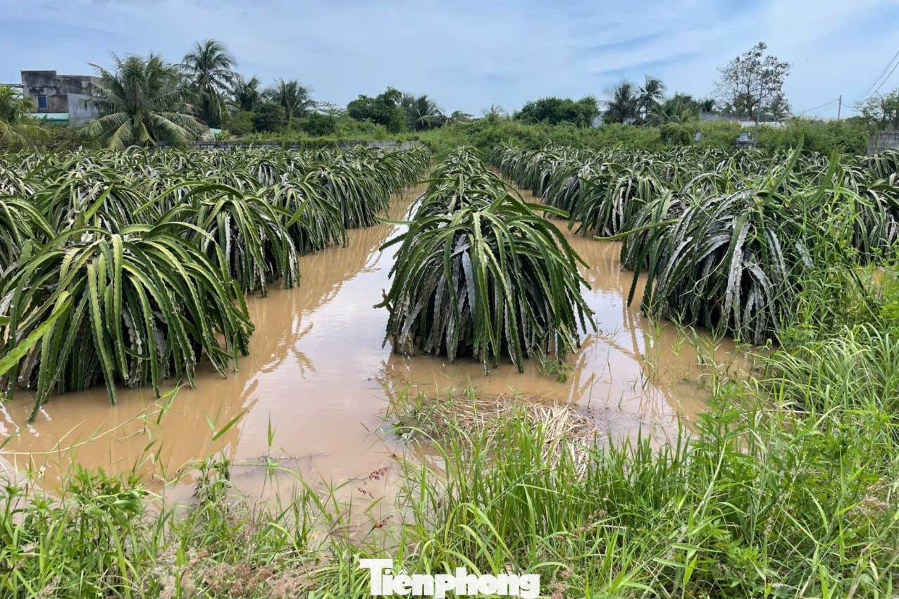 Nông dân xót xa nhìn vườn thanh long để bán Tết chìm trong “biển nước”- Ảnh 2.