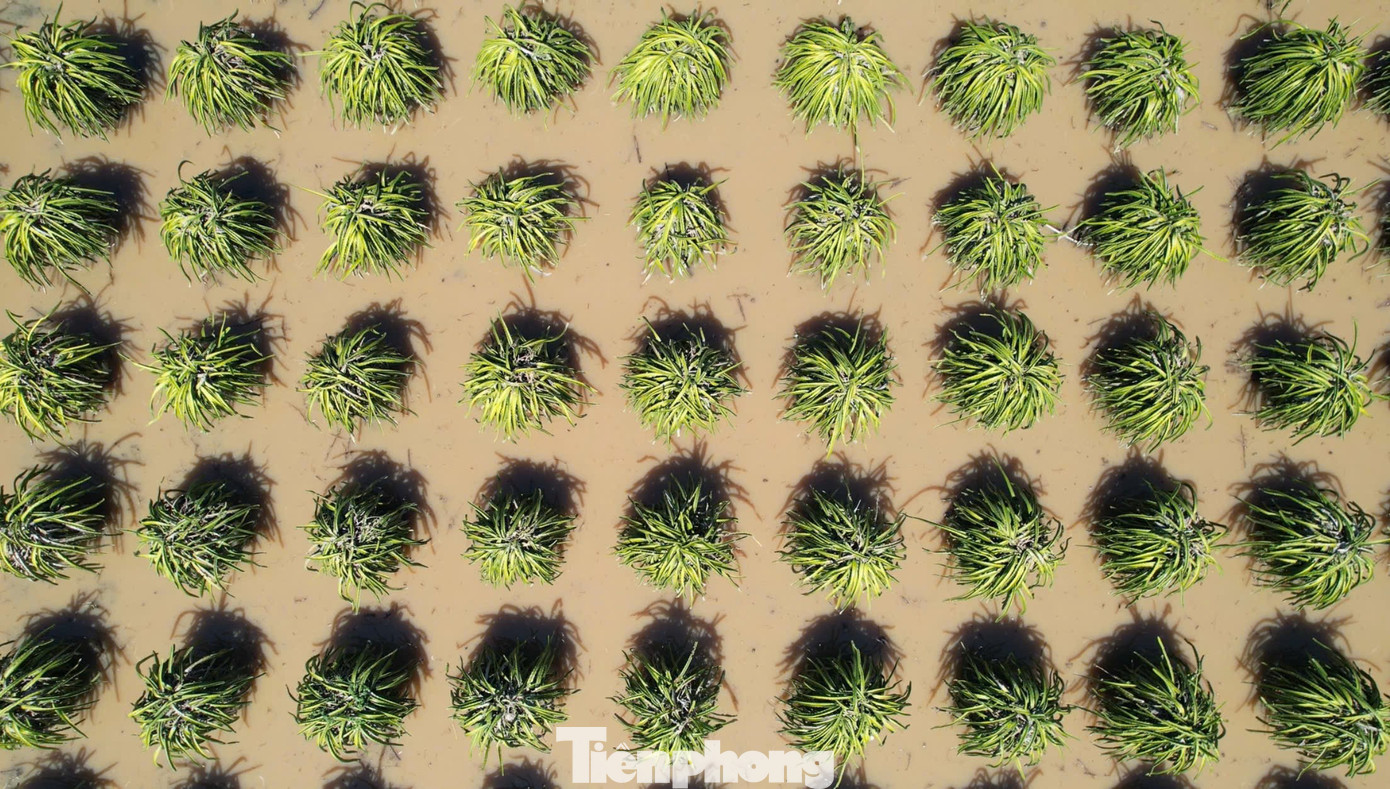 Nông dân xót xa nhìn vườn thanh long để bán Tết chìm trong “biển nước”- Ảnh 1.