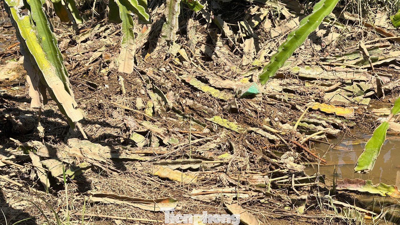 Nông dân xót xa nhìn vườn thanh long để bán Tết chìm trong “biển nước”- Ảnh 11.