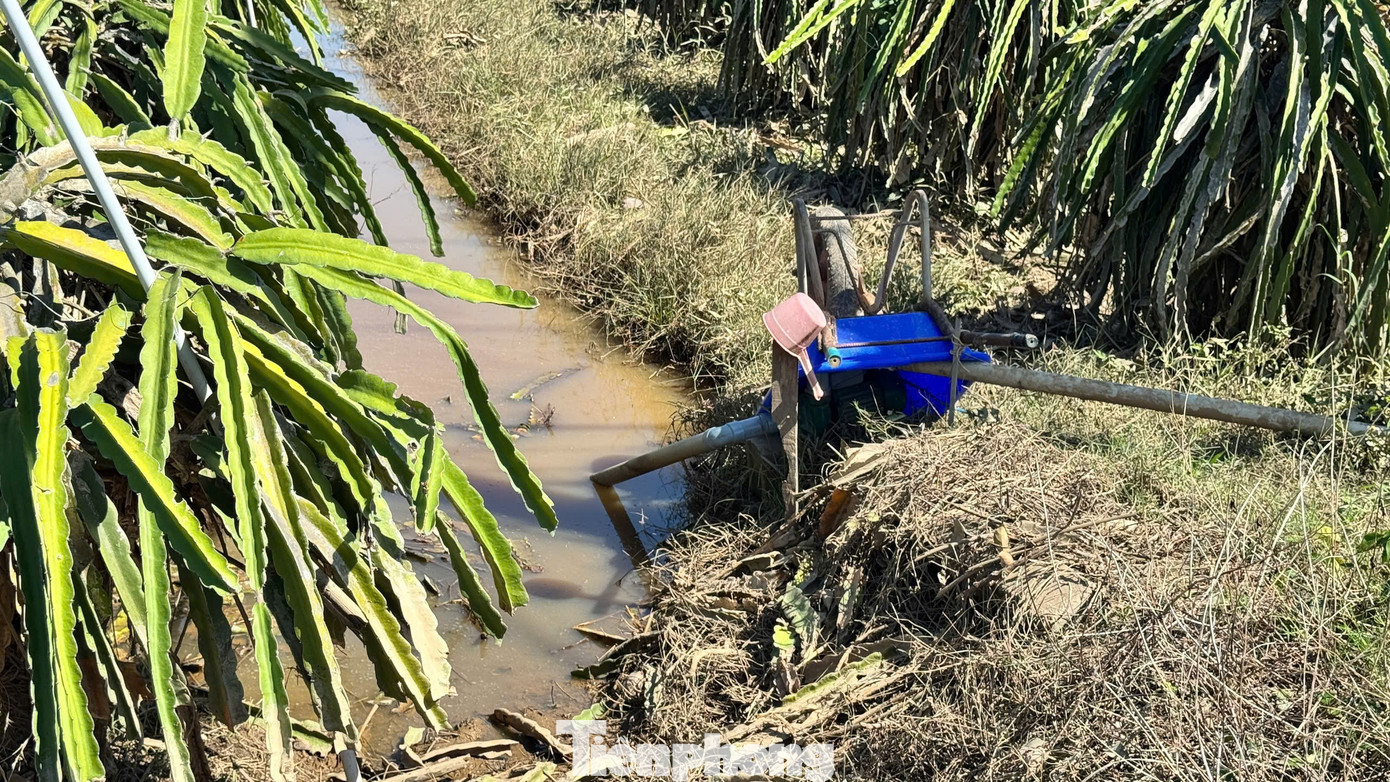 Nông dân xót xa nhìn vườn thanh long để bán Tết chìm trong “biển nước”- Ảnh 8.