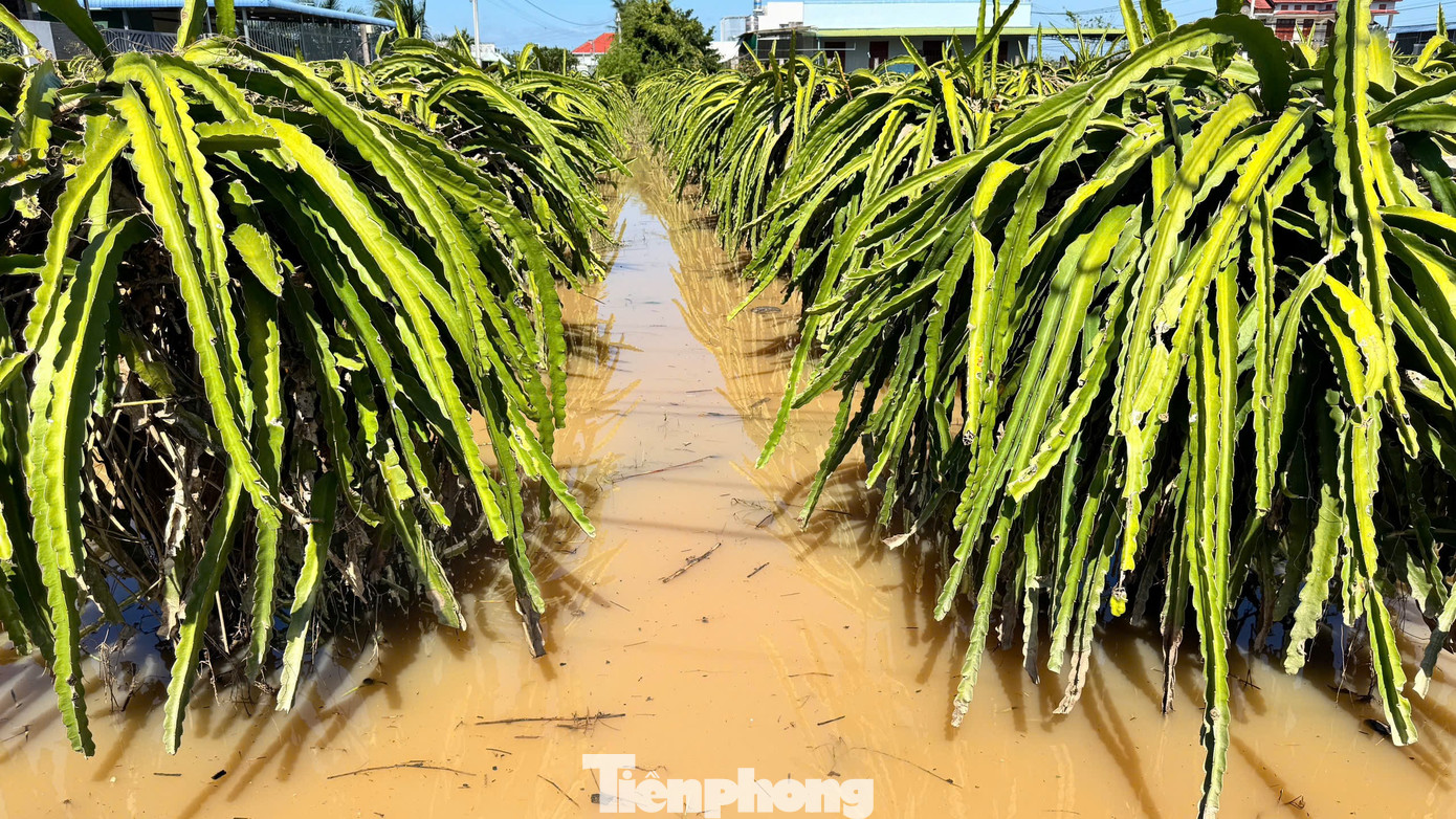 Nông dân xót xa nhìn vườn thanh long để bán Tết chìm trong “biển nước”- Ảnh 6.