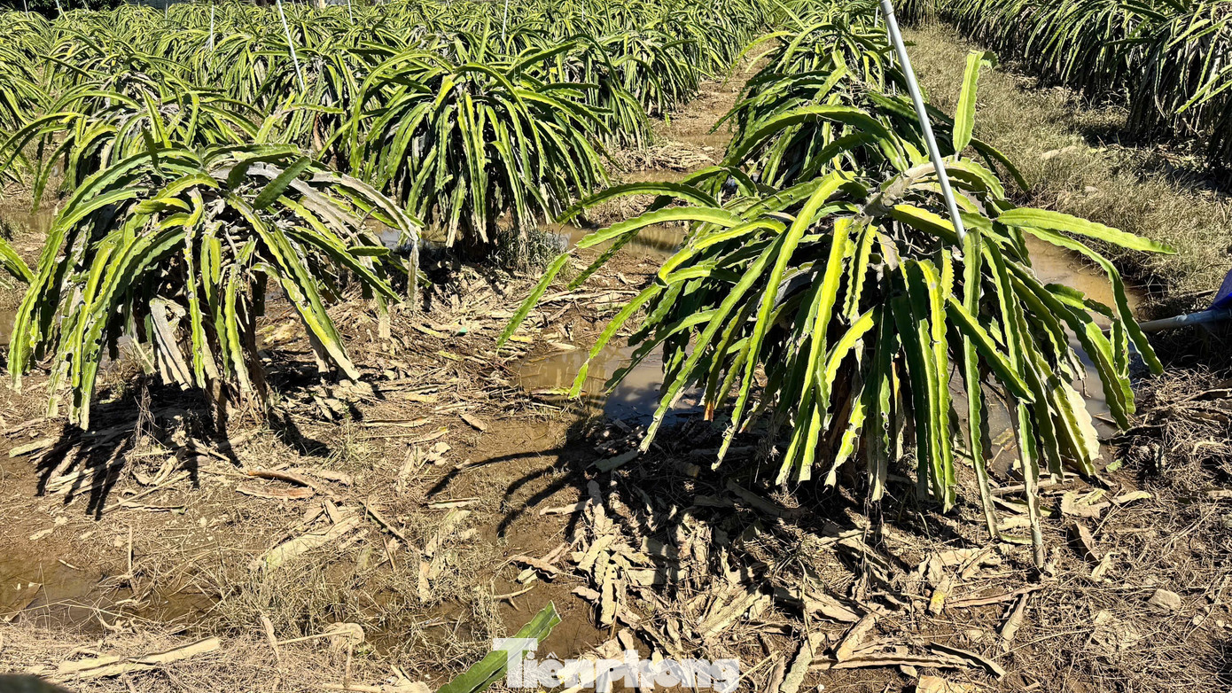 Nông dân xót xa nhìn vườn thanh long để bán Tết chìm trong “biển nước”- Ảnh 7.