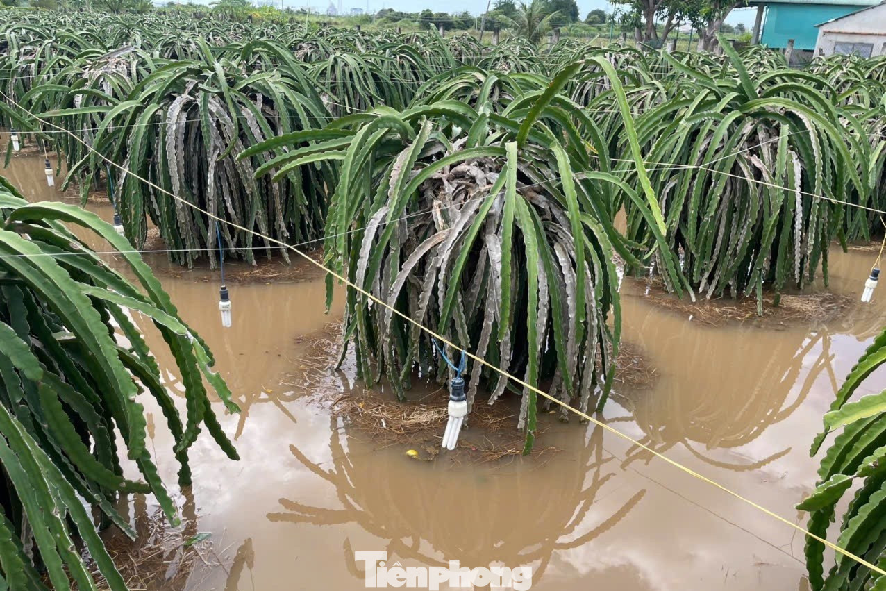 Nông dân xót xa nhìn vườn thanh long để bán Tết chìm trong “biển nước”- Ảnh 3.