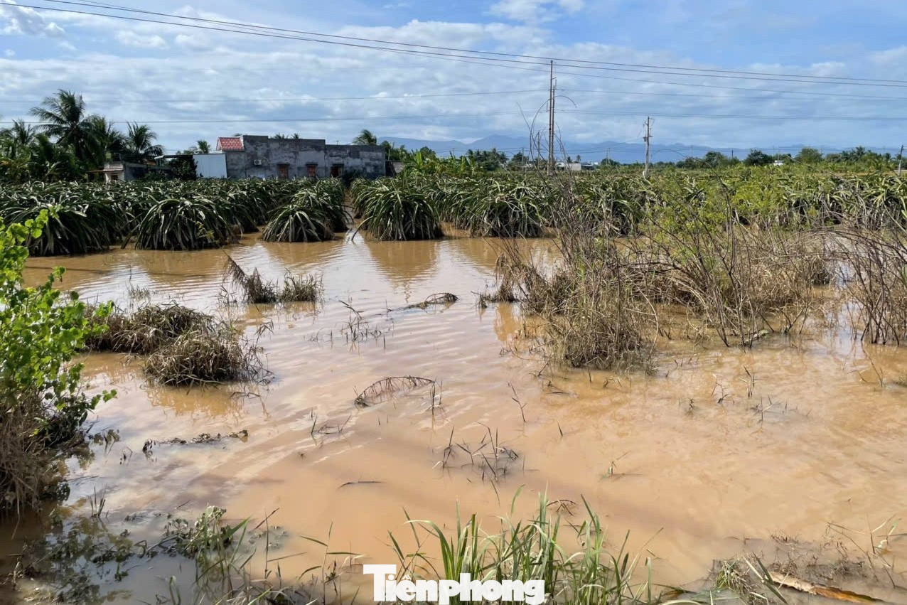 Nông dân xót xa nhìn vườn thanh long để bán Tết chìm trong “biển nước”- Ảnh 10.