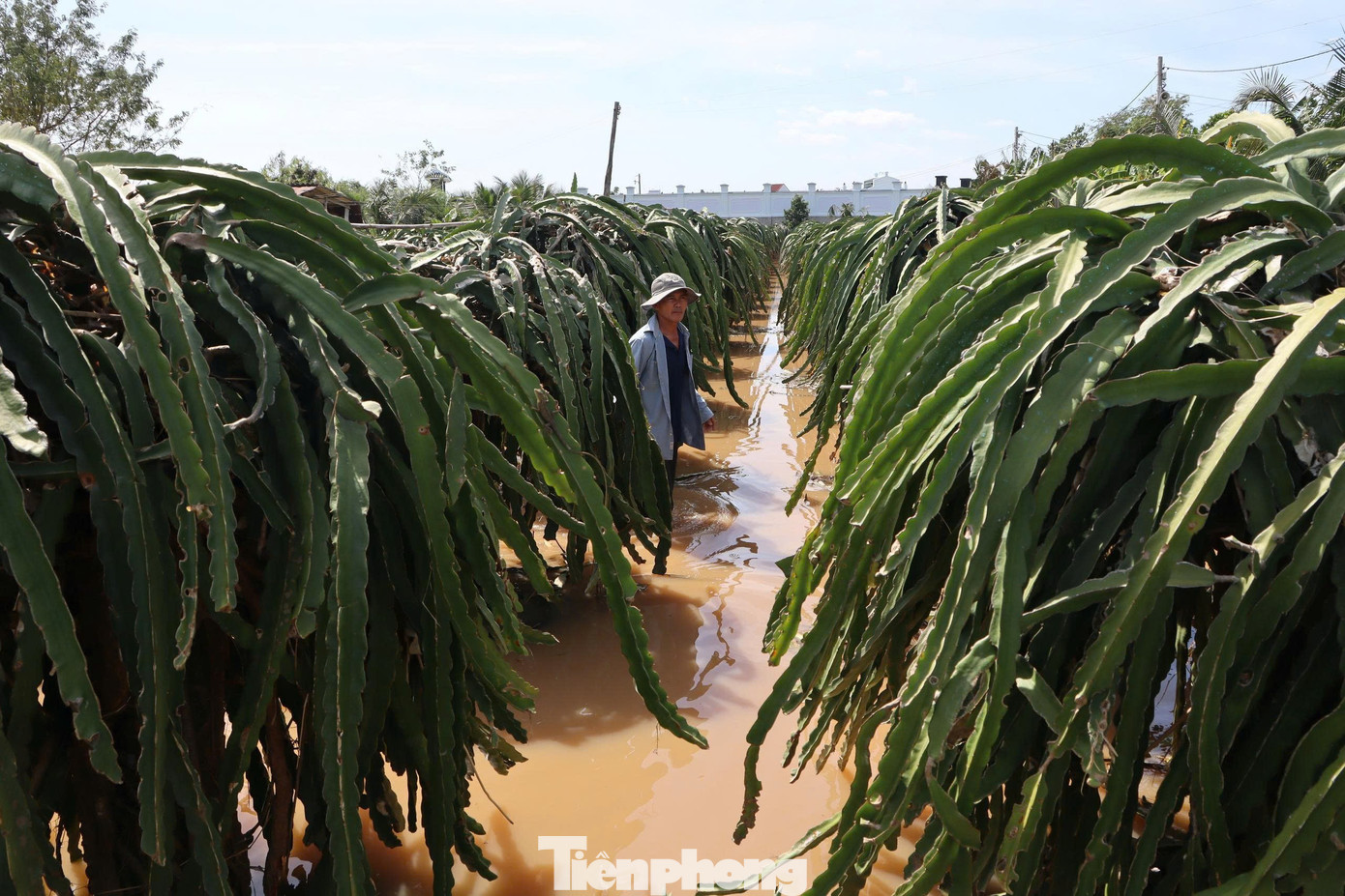 Nông dân xót xa nhìn vườn thanh long để bán Tết chìm trong “biển nước”- Ảnh 4.