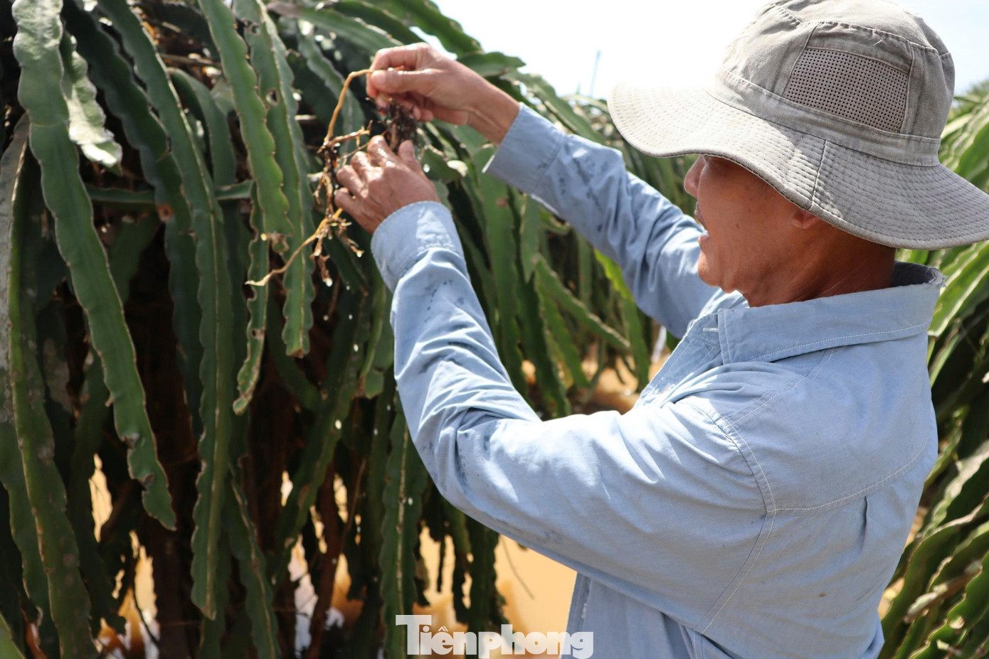 Nông dân xót xa nhìn vườn thanh long để bán Tết chìm trong “biển nước”- Ảnh 5.