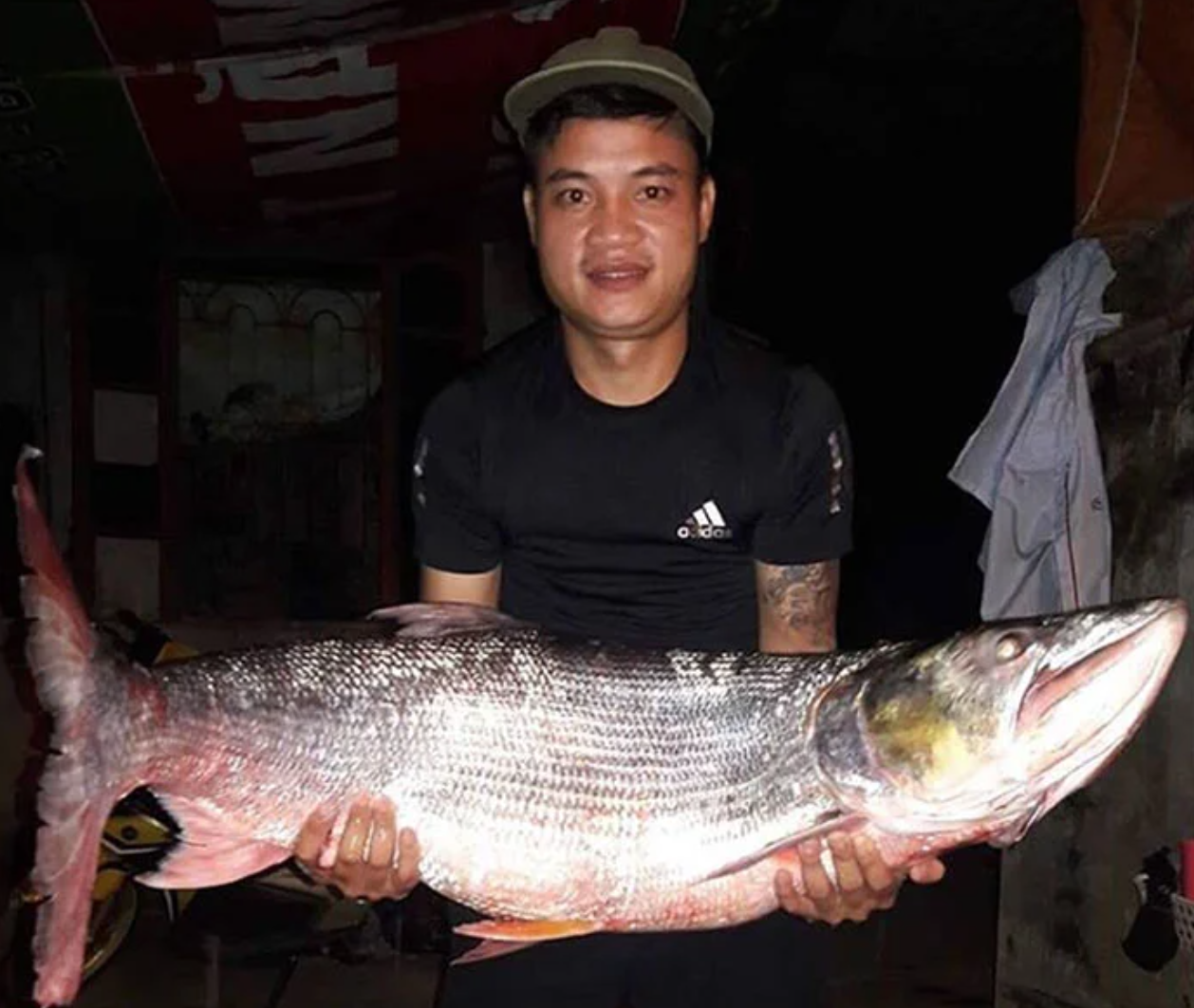 "Quái ngư" dưới lòng sông Đà: Hung tợn, uy lực, được ví như "cá mập sông"- Ảnh 1. "Quái ngư" dưới lòng sông Đà: Hung tợn, uy lực, được ví như "cá mập sông"- Ảnh 1.