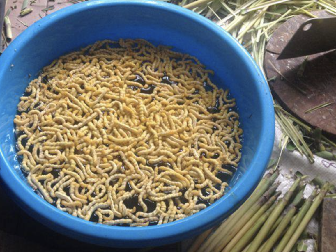 4 đặc sản "ngọ nguậy" đáng sợ bậc nhất Việt Nam- Ảnh 3. 4 đặc sản "ngọ nguậy" đáng sợ bậc nhất Việt Nam- Ảnh 3.
