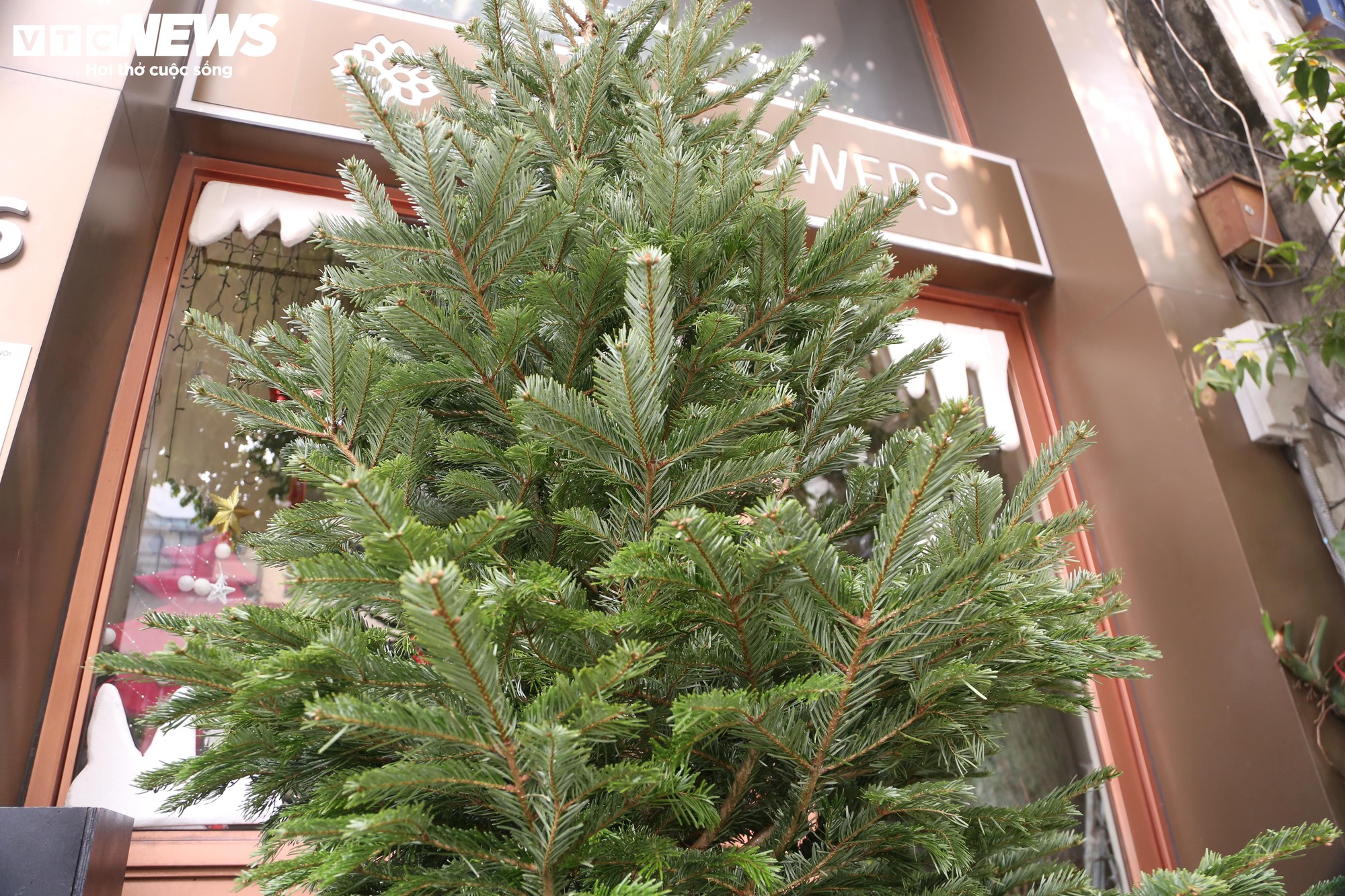 Đại gia Hà Nội chi hơn 100 triệu đồng mua thông tươi nhập khẩu đón Giáng sinh- Ảnh 2.