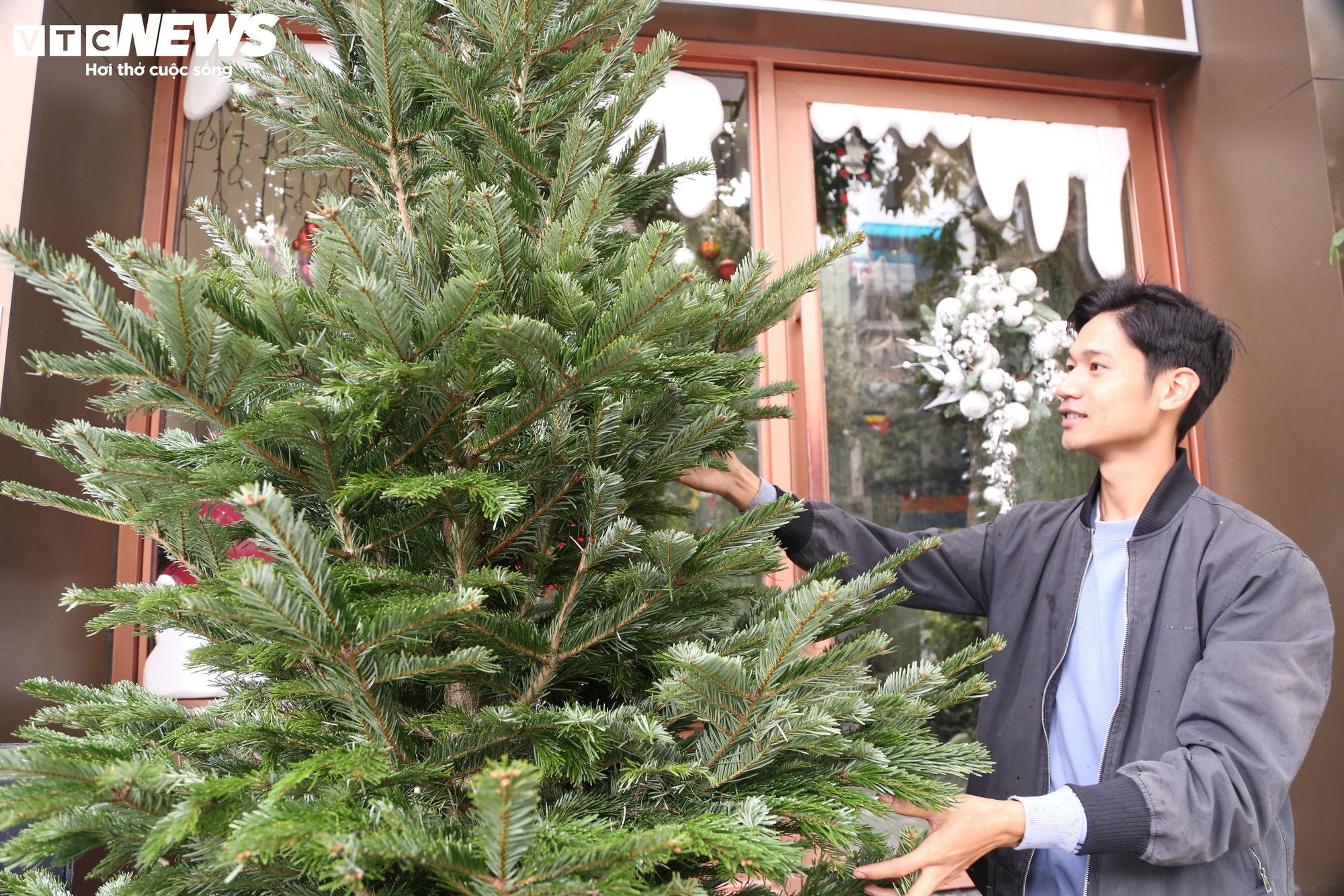 Đại gia Hà Nội chi hơn 100 triệu đồng mua thông tươi nhập khẩu đón Giáng sinh- Ảnh 1.
