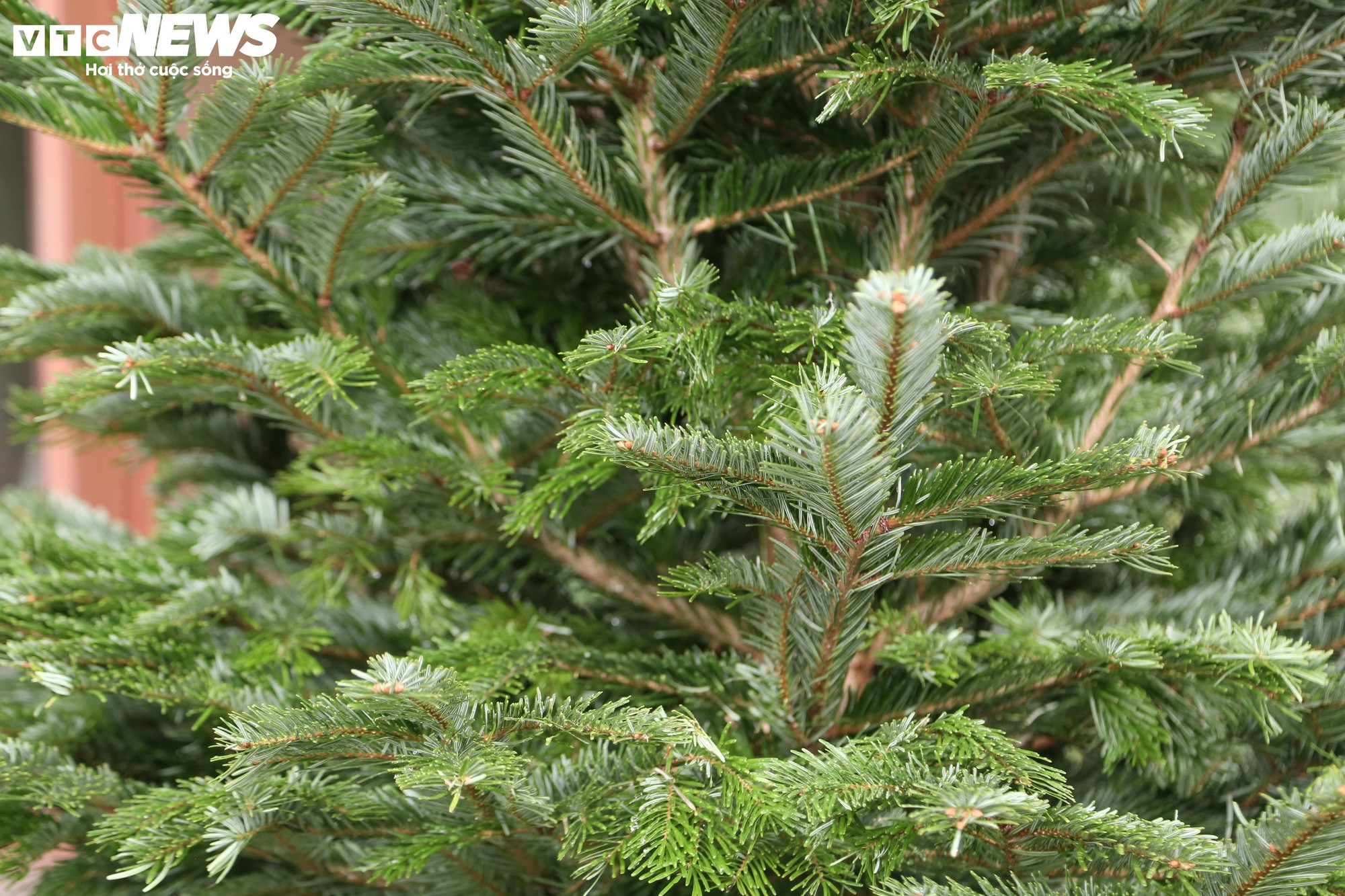 Đại gia Hà Nội chi hơn 100 triệu đồng mua thông tươi nhập khẩu đón Giáng sinh- Ảnh 7.