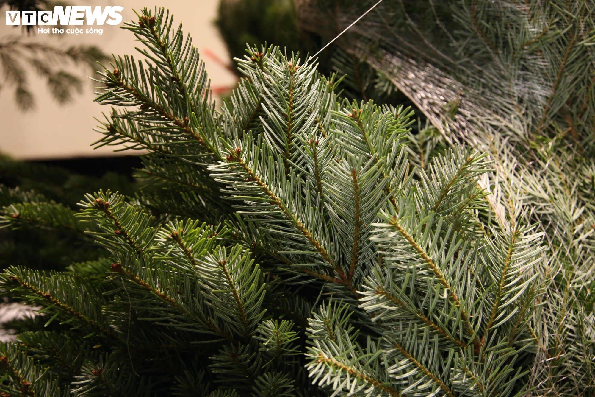 Đại gia Hà Nội chi hơn 100 triệu đồng mua thông tươi nhập khẩu đón Giáng sinh- Ảnh 3.