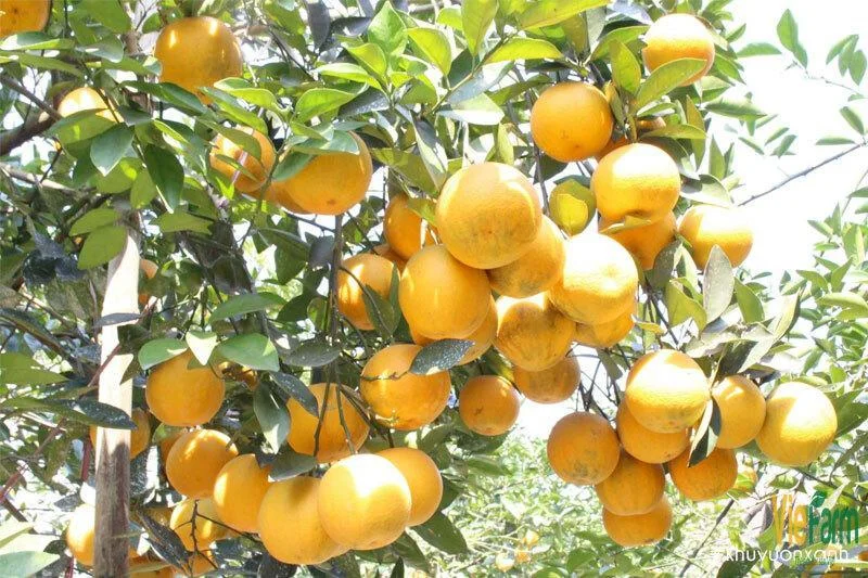 Cam giàu vitamin C nhưng ăn sai cách vẫn “hại gấp đôi”: Đây là 3 loại thực phẩm đại kỵ khiến ai cũng giật mình- Ảnh 3.