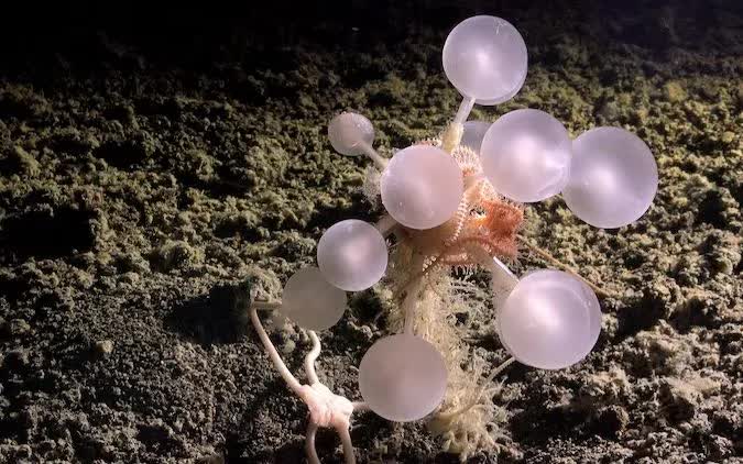 Bọt biển “death ball” ăn thịt được phát hiện ở độ sâu 3.601 m tại khu vực Trench North (Ảnh minh hoạ: The Nippon Foundation - Nekton Ocean Census/Schmidt Ocean Institute)