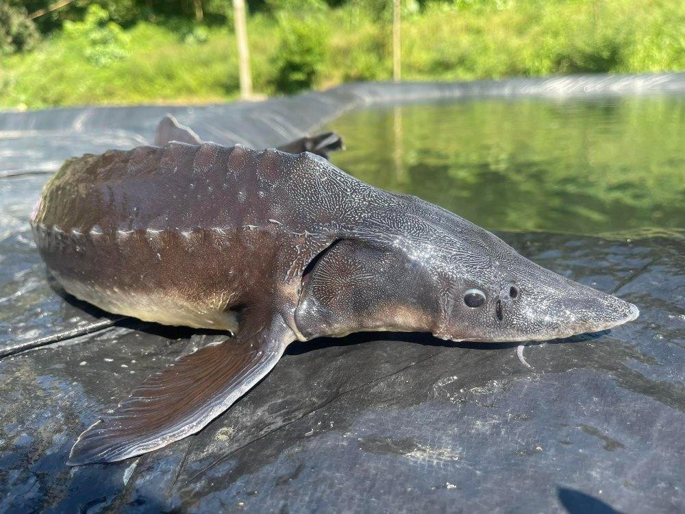 Giải mã "quái ngư" 45kg lần đầu tiên được nuôi thành công trong lòng hồ Hòa Bình- Ảnh 2. Giải mã "quái ngư" 45kg lần đầu tiên được nuôi thành công trong lòng hồ Hòa Bình- Ảnh 2.