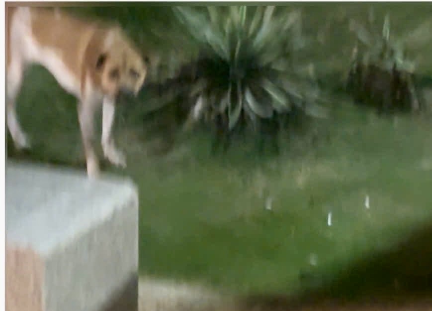 Bé gái 4 tuổi bất ngờ bị chó lao vào tấn công khắp vùng mặt khi đang chơi ở quảng trường- Ảnh 2. Bé gái 4 tuổi bất ngờ bị chó lao vào tấn công khắp vùng mặt khi đang chơi ở quảng trường- Ảnh 2.