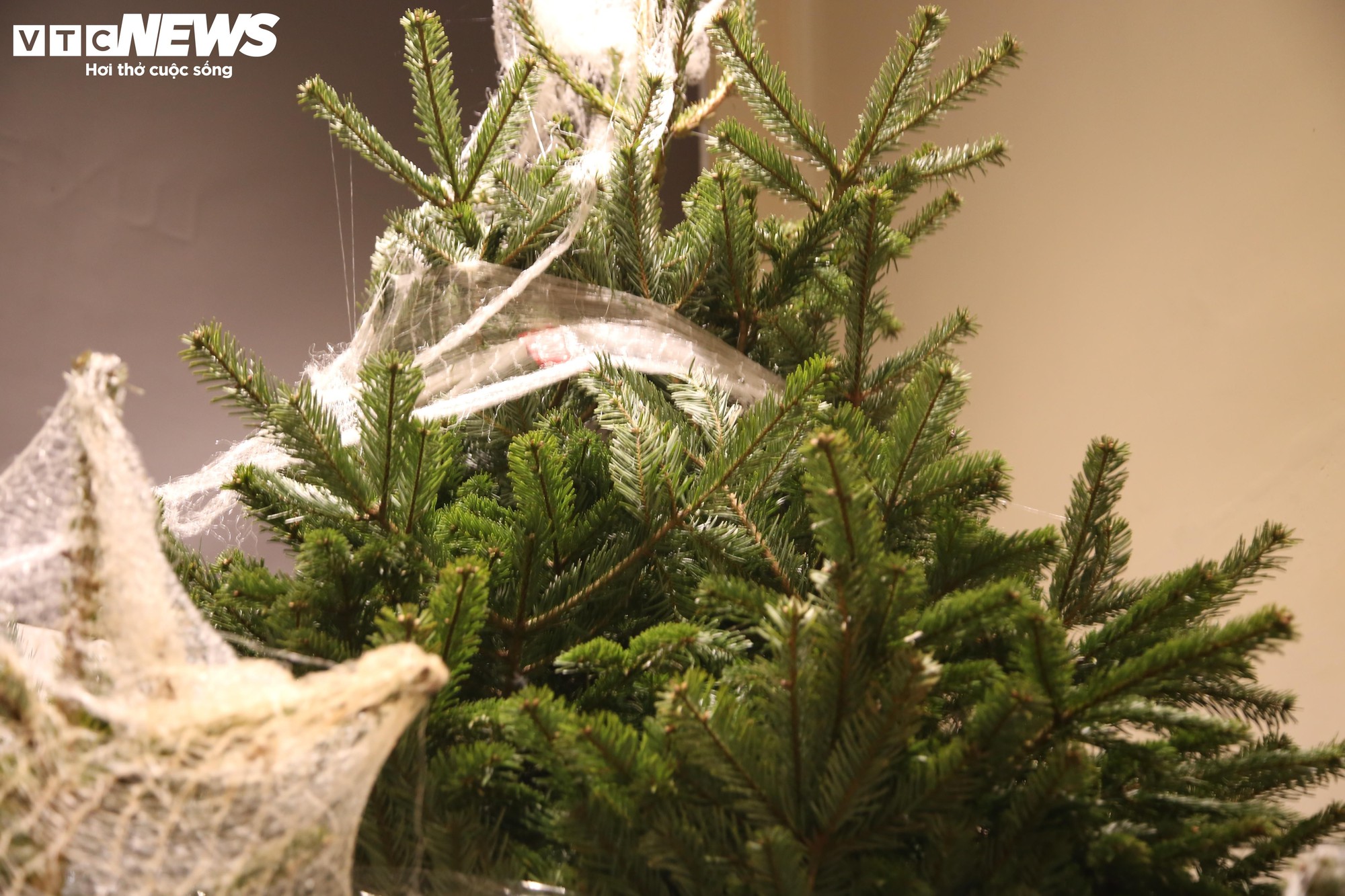 Đại gia Hà Nội chi hơn 100 triệu đồng mua thông tươi nhập khẩu đón Giáng sinh- Ảnh 6.